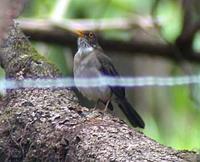 White-throated Robin