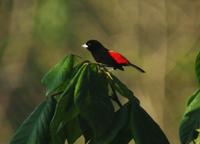 Cherrie's Tanager side view  