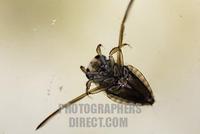 Notonectidae , backswimmer , Notonecta glauca stock photo