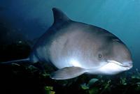 Harbour porpoise