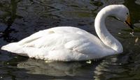 Whooper Swan Cygnus cygnus