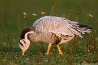 004034 - Anser indicus (Bar Headed Goose)