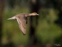 Northern Pintail Anas acuta