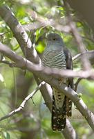 Oriental or Common cuckoo C20D 03214.jpg