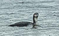 The Chelmarsh Black-throated Diver (Paul King) October 2005