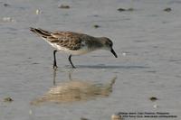 Rufous-necked Stint