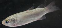 コボラ Chelon macrolepis