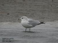 Goéland à bec           cerclé adulte (Larus delawarensis)