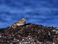 Shore Lark (Eremophila alpestris)