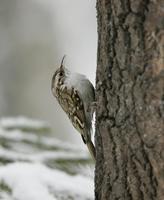 Tree Creeper (Certhia familiaris)