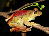 : Hypsiboas lundii