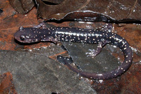 : Plethodon mississippi; Mississippi Slimy Salamander