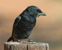 : Dicrurus adsimilis; Fork-tailed Drongo