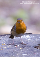 : Erithacus rubecula; European Robin