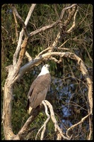 : Haliaeetus leucogaster; White-bellied Sea Eagle