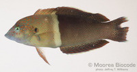 : Coris aygula