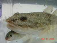 : Leptocottus armatus; Pacific Staghorn Sculpin;