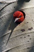 : Sphyrapicus ruber; Red-breasted Sapsucker