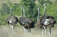 : Struthio camelus; Ostrich