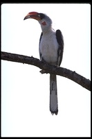 : Tockus deckeni; Von Der Decken's Hornbill