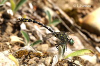 : Onychogomphus forcipatus; Green-eyed Hook-tailed Dragonfly