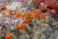 : Metandrocarpa taylori; Orange Social Sea Squirt