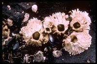 : Semibalanus cariosus; Barnacle