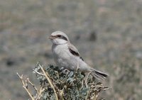 Juvenile Saxaul Grey Shrike. Photo © A. Braunlich