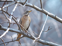 노랑지빠귀 Turdus naumanni | dusky thrush