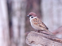 참새 Passer montanus | tree sparrow