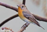 Mugimaki Flycatcher » Ficedula mugimaki