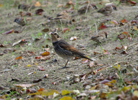 개똥지빠귀 [dusky thrush]