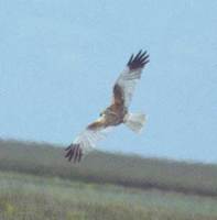 Western Marsh-harrier