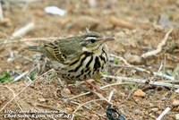 Fig. 3. Olive-backed Pipit : 힝둥새
