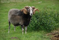 Får (Gotlandsk udegangsfår) (Ovis aries (Gotlandsk udegangsfaar) )