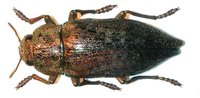 Dicerca berolinensis