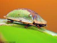 Cassida vibex