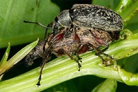 Phyllobius glaucus var. tibialis