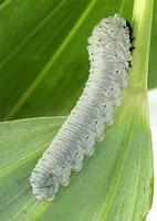 Phymatocera aterrima - Solomon's-seal sawfly