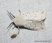 Spilosoma lubricipeda - White Ermine