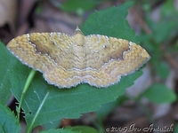 Camptogramma bilineata - Yellow Shell