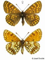 Melitaea britomartis - Assmann's Fritillary