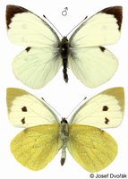 Pieris brassicae - Large White