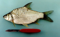 Barbonymus gonionotus, Java barb: fisheries, aquaculture, aquarium