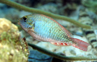 Sparisoma chrysopterum, Redtail parrotfish: fisheries, aquarium