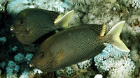 Siganus stellatus, Brownspotted spinefoot: fisheries, aquarium