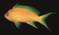 Pseudanthias pleurotaenia, Square-spot fairy basslet: