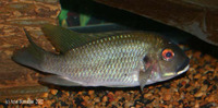 Tilapia bemini, :