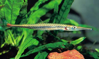Belonophago tinanti, :