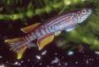 Nannocharax altus, :